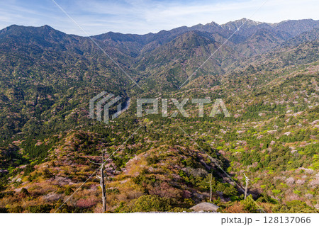 山桜と新緑 太鼓岩から 洋上アルプス屋久島(春 山桜と新緑 太鼓岩から 洋上アルプス屋久島(春 128137066