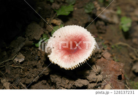 白とピンクのベニタケ属キノコ（自然環境下昆虫類ストロボマクロ撮影） 128137231