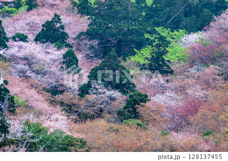 山桜と新緑　太鼓岩から　屋久島国立公園(春 128137455