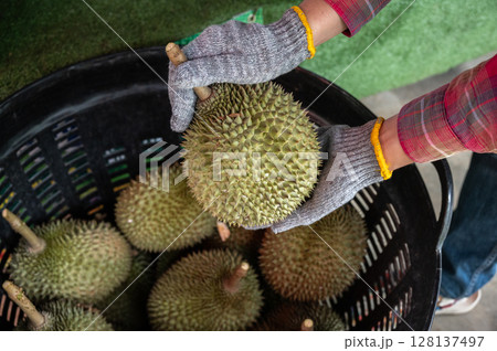 Cropped shot view of market vendor holding a durian. Durian is the "king of fruits," is a large, spiky, greenish-brown fruit that is well-loved in its native Southeast Asia. 128137497