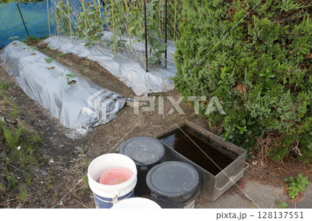 真夏のキュウリ栽培の工夫 真夏のキュウリ栽培の工夫 128137551