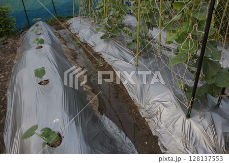 真夏のキュウリ栽培の工夫 真夏のキュウリ栽培の工夫 128137553