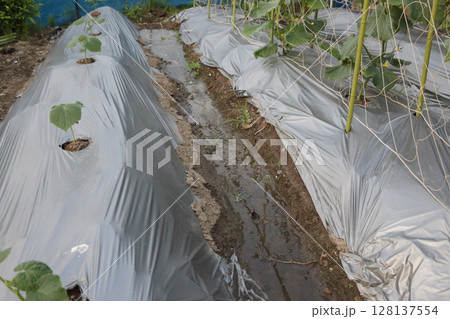 真夏のキュウリ栽培の工夫 真夏のキュウリ栽培の工夫 128137554