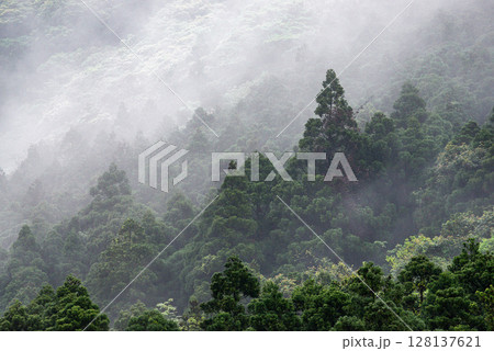 杉山と雨雲　洋上アルプス屋久島(春 128137621