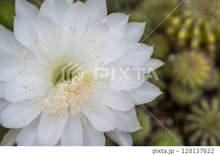 Beautiful white flower of Echinopsis Subdenudata cactus while blooming. 128137622