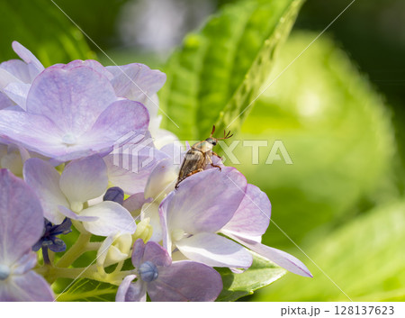 紫陽花とセマダラコガネ 紫陽花とセマダラコガネ 128137623