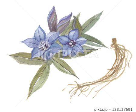 水彩で描いたリンドウ　花と根　竜胆 128137691