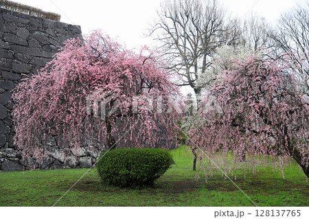 盛岡城址公園の雨の日の梅と桜の風景 128137765