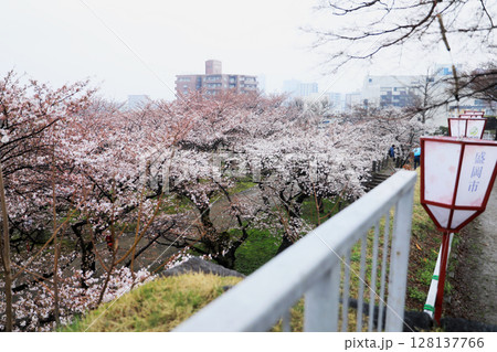 盛岡城址公園の雨の日の梅と桜の風景 128137766