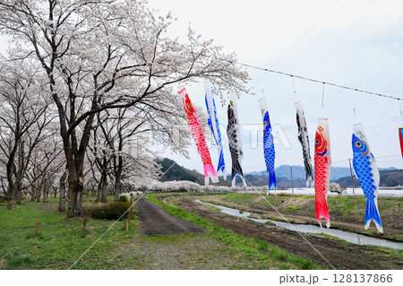 長沢川の桜堤 128137866