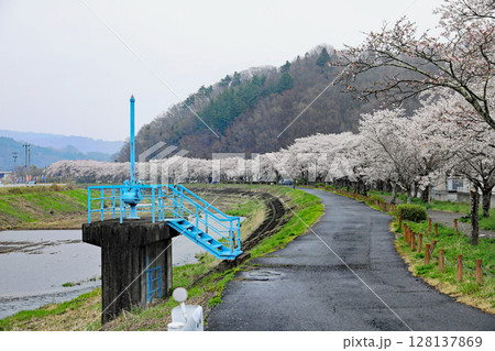 長沢川の桜堤 長沢川の桜堤 128137869
