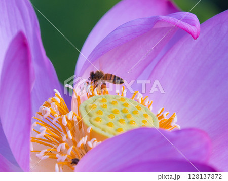 ハスの花に止まる蜜蜂 128137872