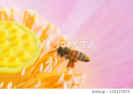 蓮の花にとまるミツバチ 128137873
