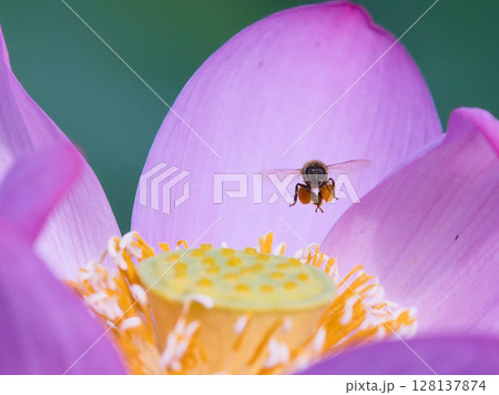 蓮の葉を飛ぶ蜜蜂 蓮の葉を飛ぶ蜜蜂 128137874