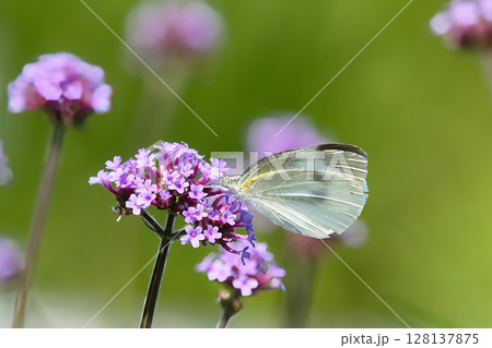モンシロチョウがピンク色の花の蜜を吸う 128137875
