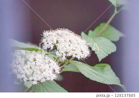 白い花 128137885