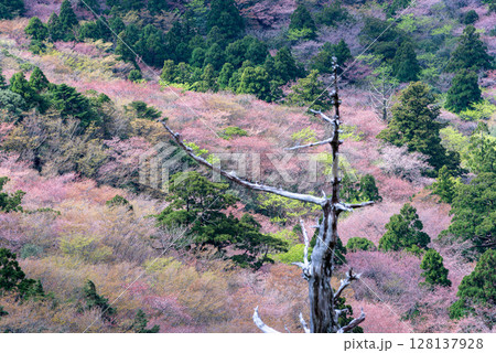 山桜と新緑 太鼓岩から 屋久島国立公園(春 山桜と新緑 太鼓岩から 屋久島国立公園(春 128137928