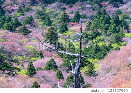 山桜と新緑　太鼓岩から　屋久島国立公園(春 128137929