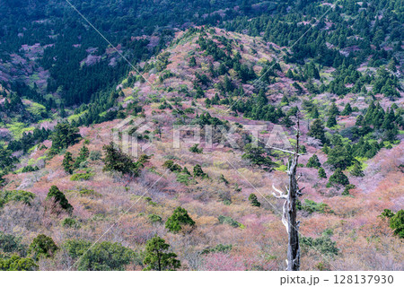 屋久島国立公園のきれいな山桜(4月)太鼓岩から 128137930