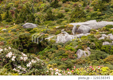ヤクシマシャクナゲと投石平　世界自然遺産屋久島(春 128138345