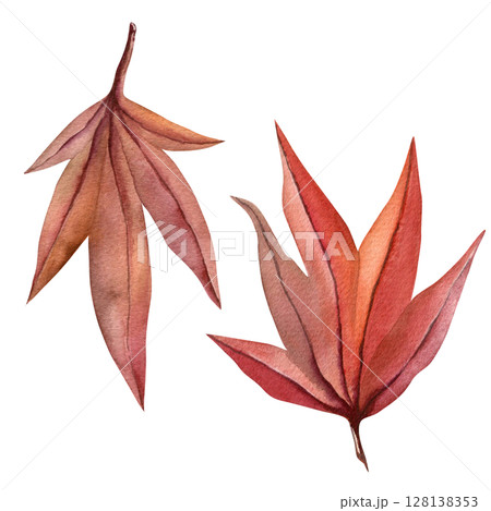 Autumn leaves watercolor illustration - Japanese maple in vibrant red isolated on a transparent background for fabric, textile, prints, design Autumn leaves watercolor illustration - Japanese maple in vibrant red isolated on a transparent background for fabric, textile, prints, design 128138353