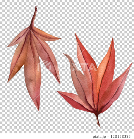 Autumn leaves watercolor illustration - Japanese maple in vibrant red isolated on a transparent background for fabric, textile, prints, design Autumn leaves watercolor illustration - Japanese maple in vibrant red isolated on a transparent background for fabric, textile, prints, design 128138353