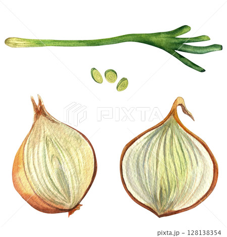 Green onion, slices, golden onion halves - watercolor illustration, isolated on transparent background. Hand drawn, for invitations, cards and design  128138354
