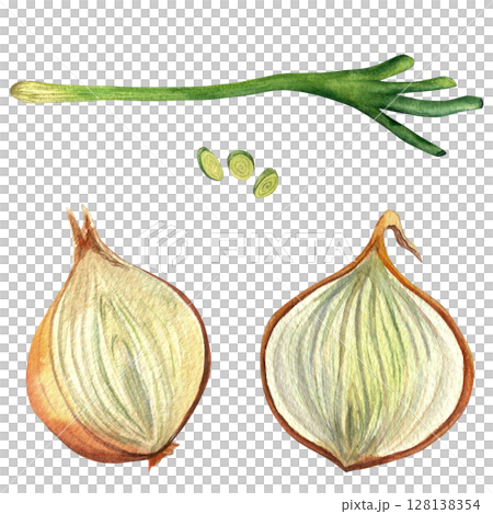 Green onion, slices, golden onion halves - watercolor illustration, isolated on transparent background. Hand drawn, for invitations, cards and design  128138354
