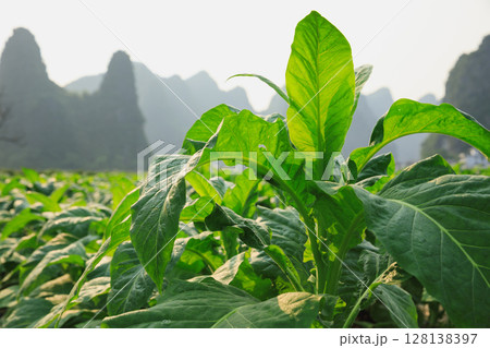Tobacco leaf plant with dew grow at field Tobacco leaf plant with dew grow at field 128138397