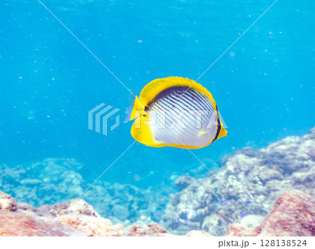 美しいアケボノチョウチョウウオ（チョウチョウオ科）の成魚他ヒリゾ浜中木南伊豆町伊豆半島静岡県2024 128138524