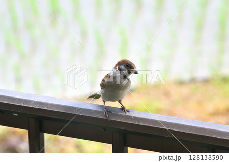 スズメ スズメの親子、幼鳥 スズメ スズメの親子、幼鳥 128138590