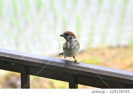 スズメ スズメの親子、幼鳥 スズメ スズメの親子、幼鳥 128138591