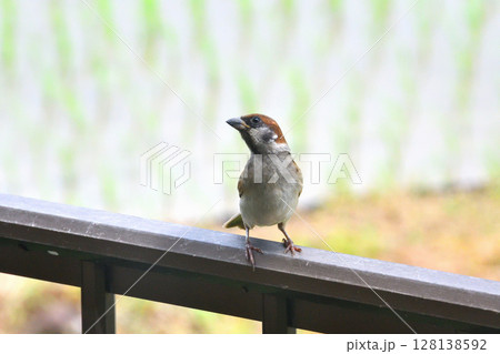 スズメ　スズメの親子、幼鳥 128138592