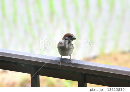 スズメ スズメの親子、幼鳥 スズメ スズメの親子、幼鳥 128138594