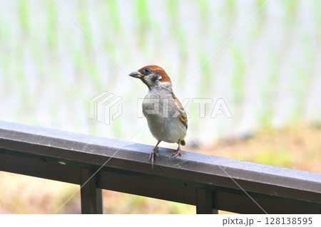 スズメ スズメの親子、幼鳥 スズメ スズメの親子、幼鳥 128138595