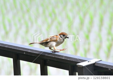 スズメ　スズメの親子、幼鳥 128138601