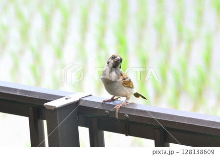 スズメ スズメの親子、幼鳥 スズメ スズメの親子、幼鳥 128138609