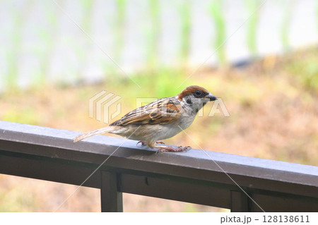スズメ　スズメの親子、幼鳥 128138611