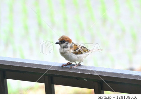 スズメ　スズメの親子、幼鳥 128138616
