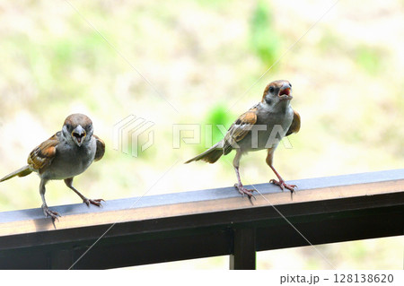 スズメ　スズメの親子、幼鳥 128138620