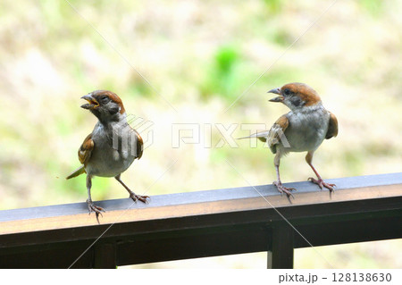 スズメ　スズメの親子、幼鳥 128138630