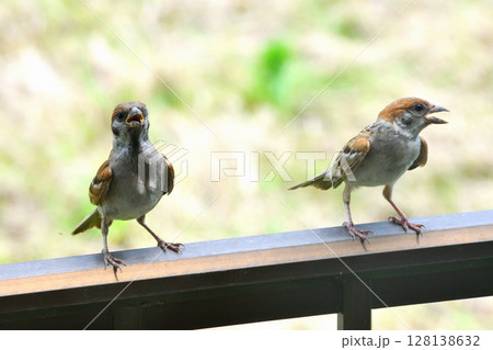 スズメ　スズメの親子、幼鳥 128138632
