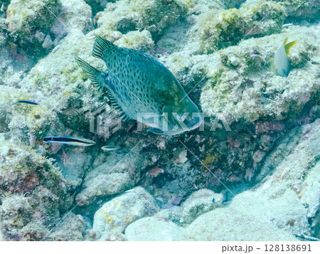 クロホシマンジュウダイ他。ホンソメワケベラのクリーニングを受けている。 ヒリゾ浜中木南伊豆町伊豆半島 クロホシマンジュウダイ他。ホンソメワケベラのクリーニングを受けている。 ヒリゾ浜中木南伊豆町伊豆半島 128138691