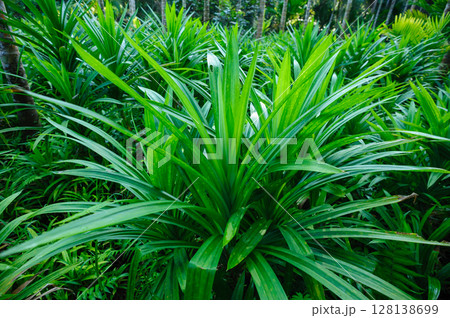 Green pandan leaf grow in the field Green pandan leaf grow in the field 128138699