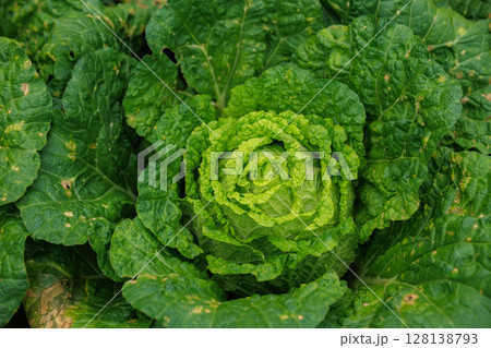 Chinese cabbage crops growing at field 128138793