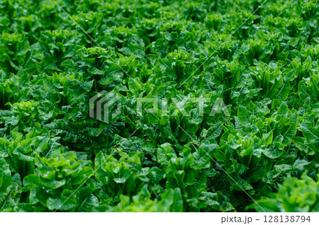 Green stem lettuce crops in garden 128138794