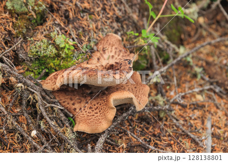 Wild sarcodon imbricatus,edible mushroom in forest of China Wild sarcodon imbricatus,edible mushroom in forest of China 128138801
