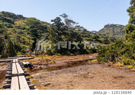 雲上の楽園　小花之江河　世界自然遺産屋久島(春 128138840