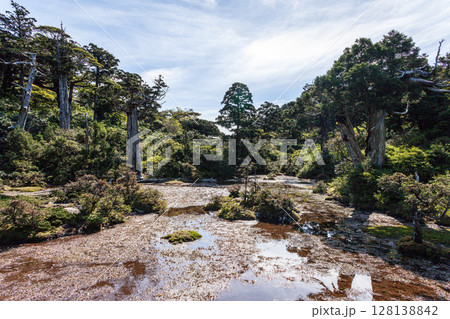 雲上の楽園 小花之江河 世界自然遺産屋久島(春 雲上の楽園 小花之江河 世界自然遺産屋久島(春 128138842