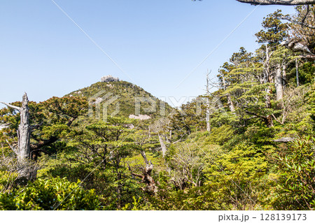 新緑若葉　高盤岳　世界自然遺産屋久島(春 128139173